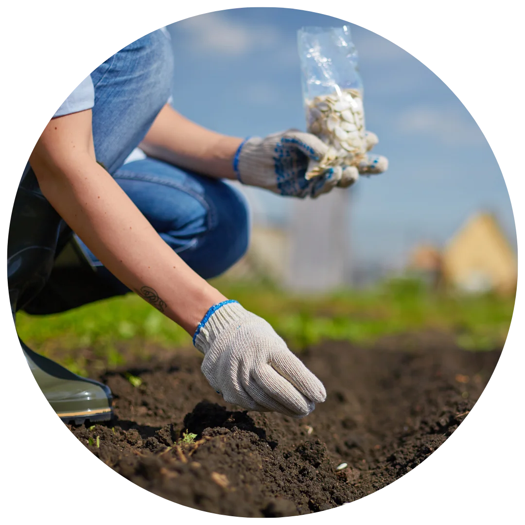 Exotic/Imported Seeds