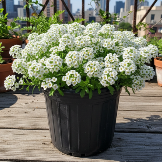 Best Herbs to Grow in Your Kitchen Garden - A Complete Guide