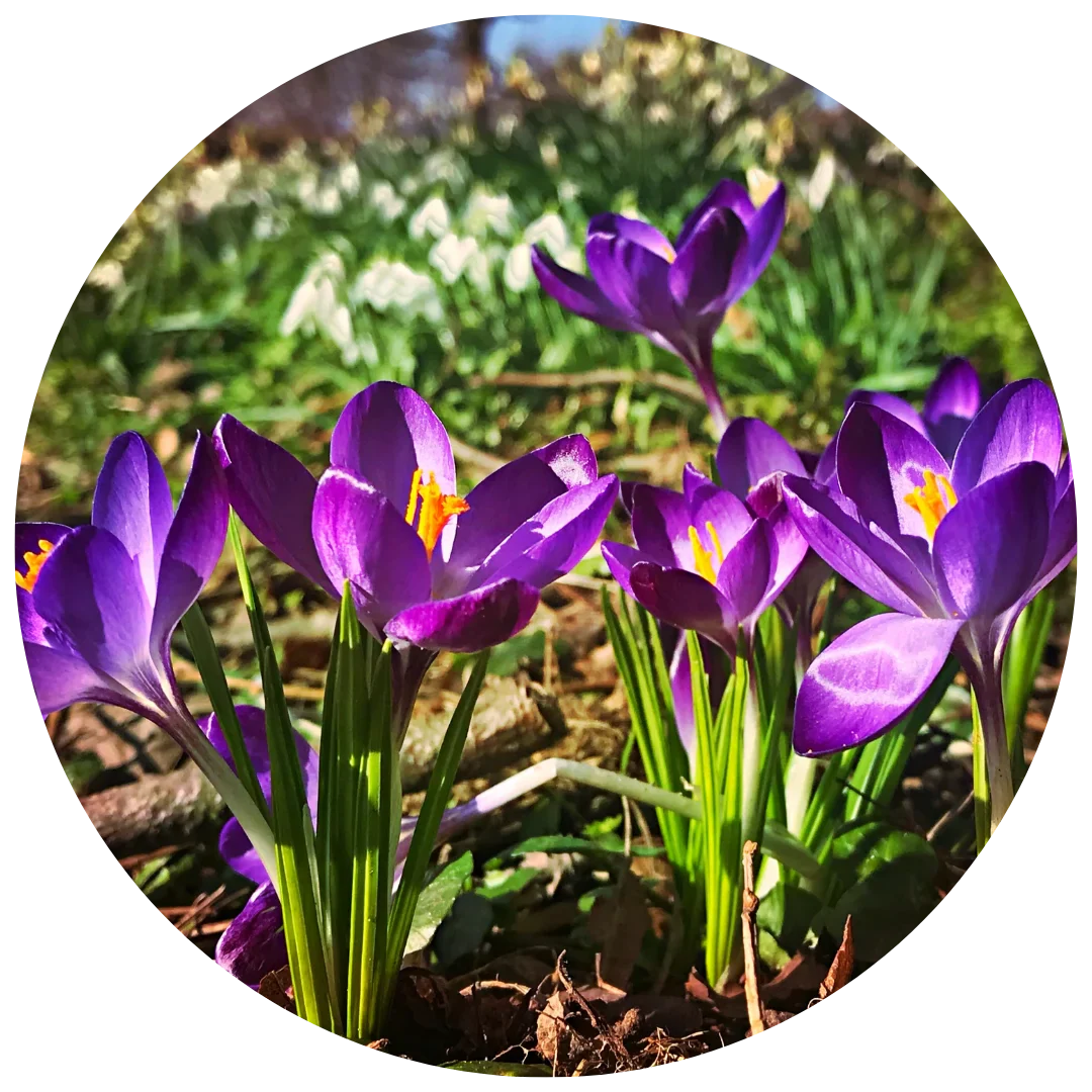 Bulbs & Tubers
