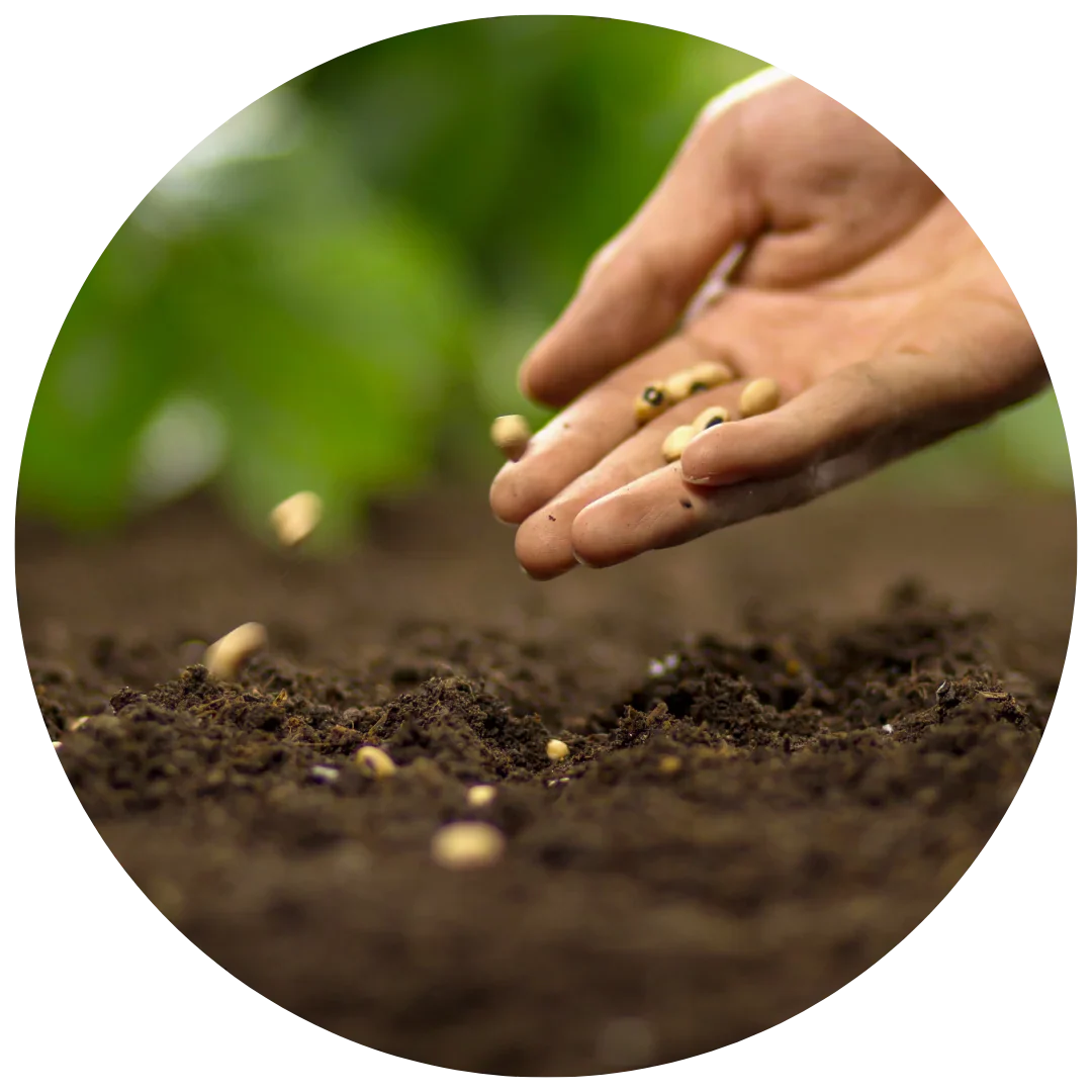Organic Seeds