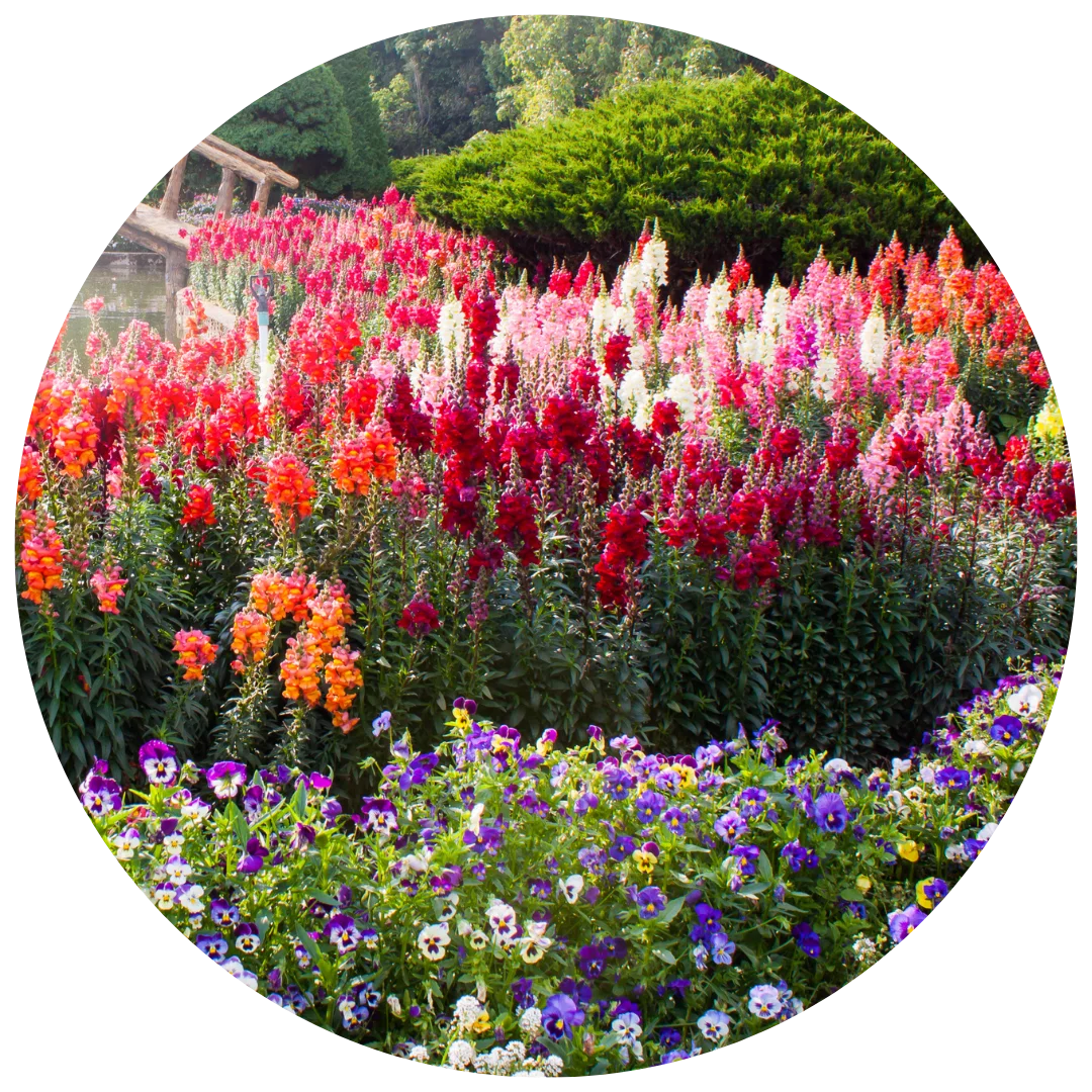 Flower Seeds