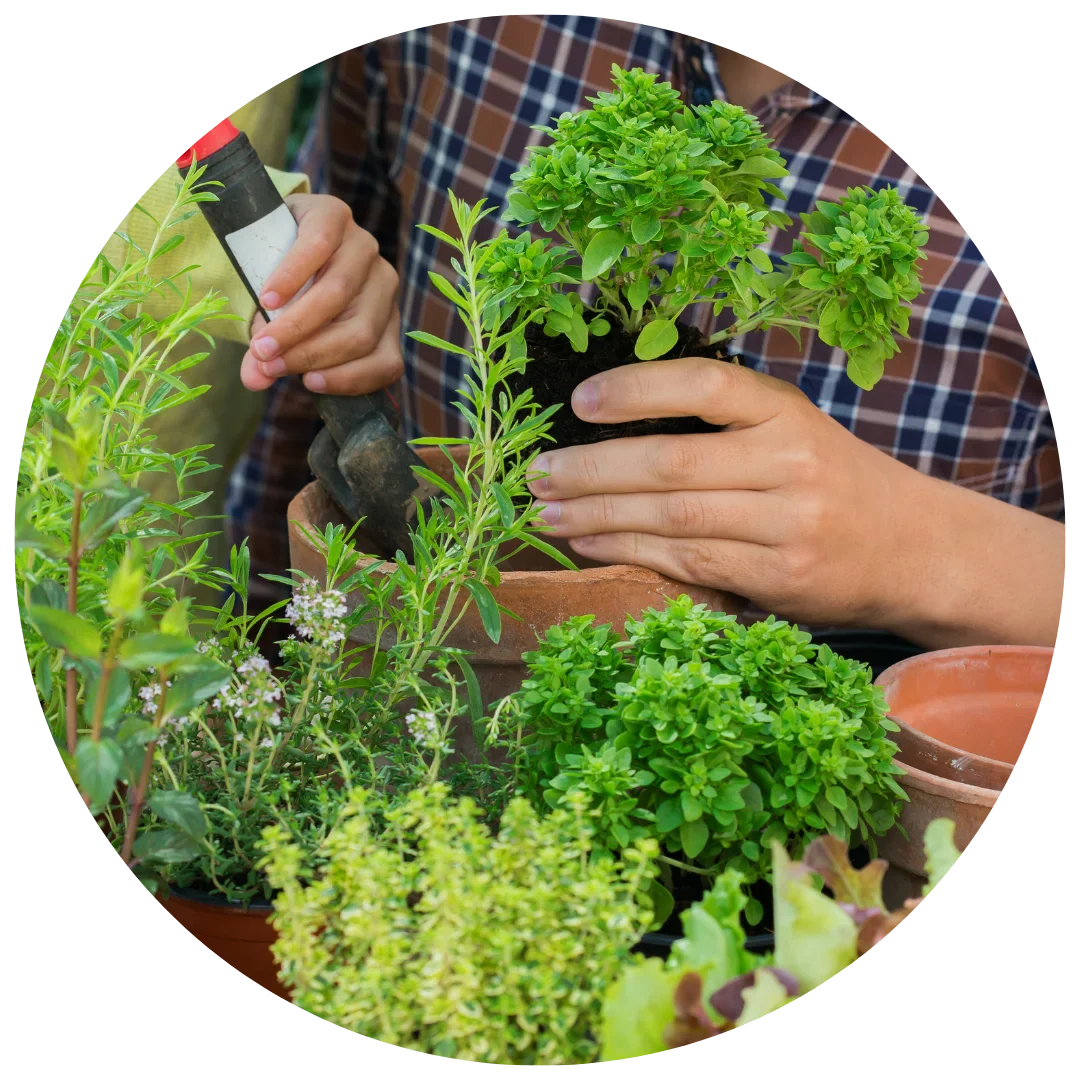 Medicinal Seeds
