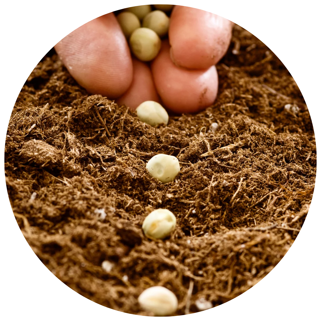Seasonal Seeds
