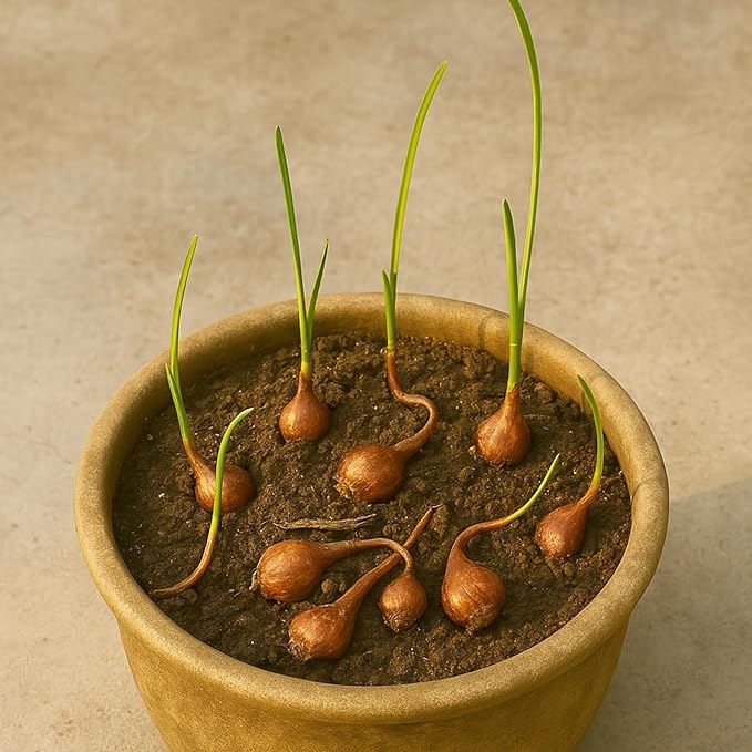 Zephyranthus Rain Lilies | Rain Lily Bulbs | Fairy Lilies Flower Bulbs - Pack of 20