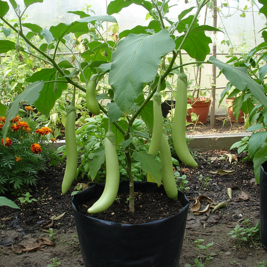 Buy Brinjal F1 Green Long Seeds Online – Premium Hybrid Variety for Home Gardening