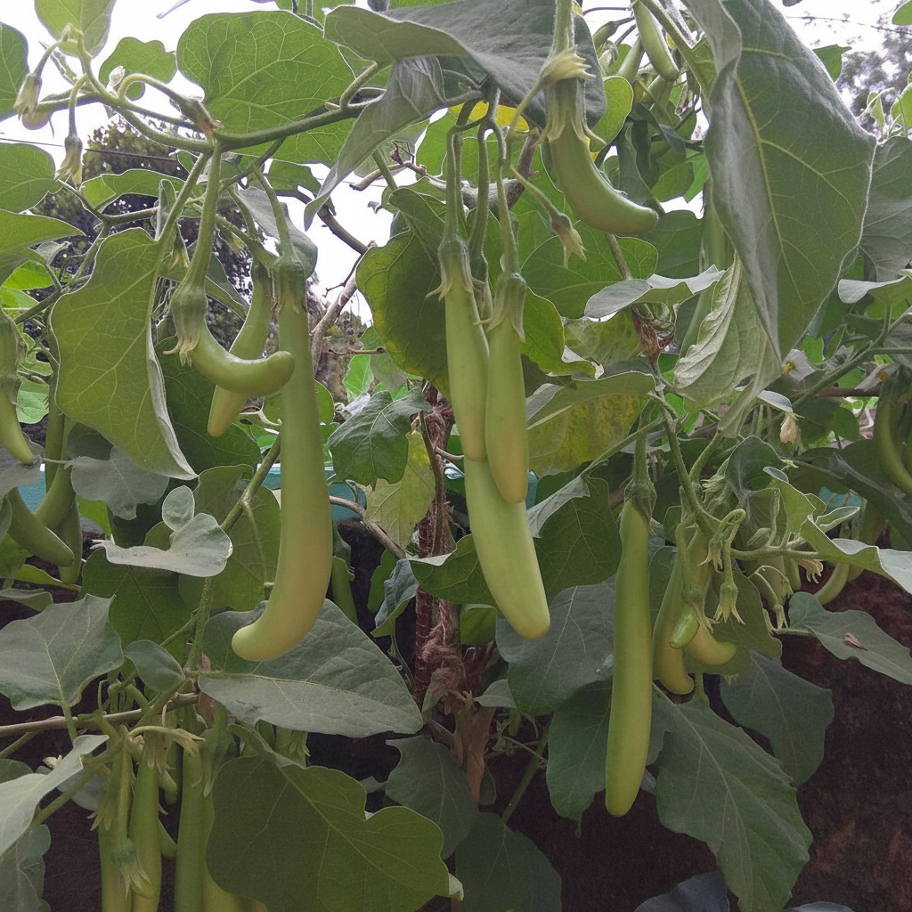 Buy Brinjal F1 Green Long Seeds Online – Premium Hybrid Variety for Home Gardening