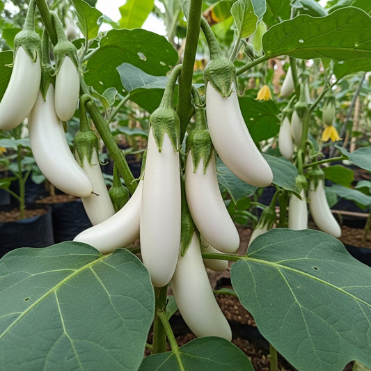 Buy Online Brinjal White Long Hybrid Seeds – Easy Growing, High Germination Rate | SeedsKart