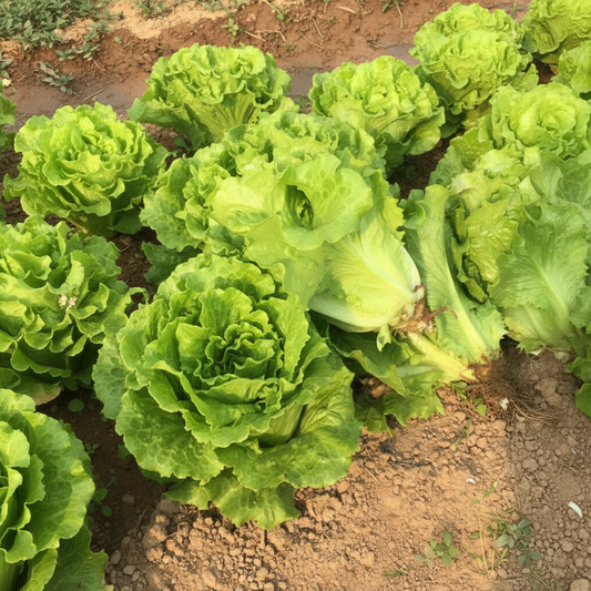 Buy Lettuce Iceberg Seeds Online – Premium Quality, Easy to Grow | SeedsKart