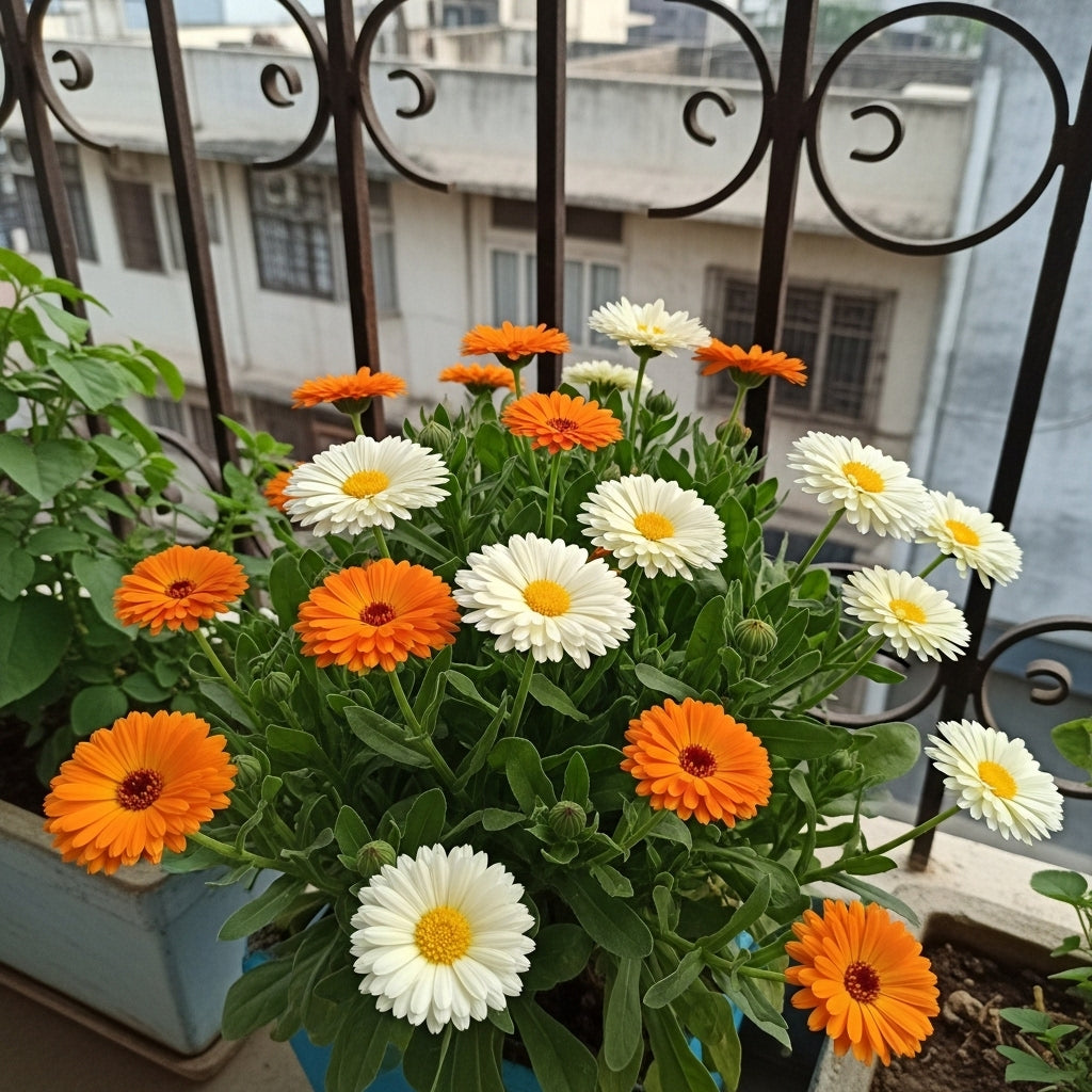 Buy Calendula Officinalis ‘Fiesta Gitana’ Flower Mix Seeds | Fiesta Gitana Seeds | Winter Season | Easy To Grow | SeedsKart