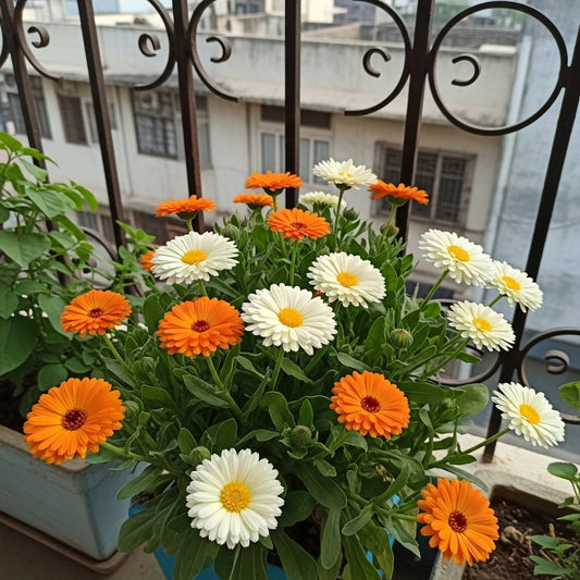 Buy Calendula Officinalis ‘Fiesta Gitana’ Flower Mix Seeds | Fiesta Gitana Seeds | Winter Season | Easy To Grow | SeedsKart
