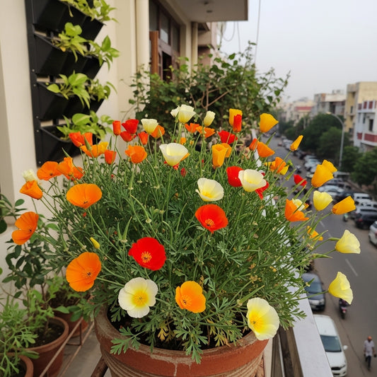 Buy California Poppy Flower Mixed Seeds | Eschscholzia Californica | Winter Season | Easy To Grow | SeedsKart