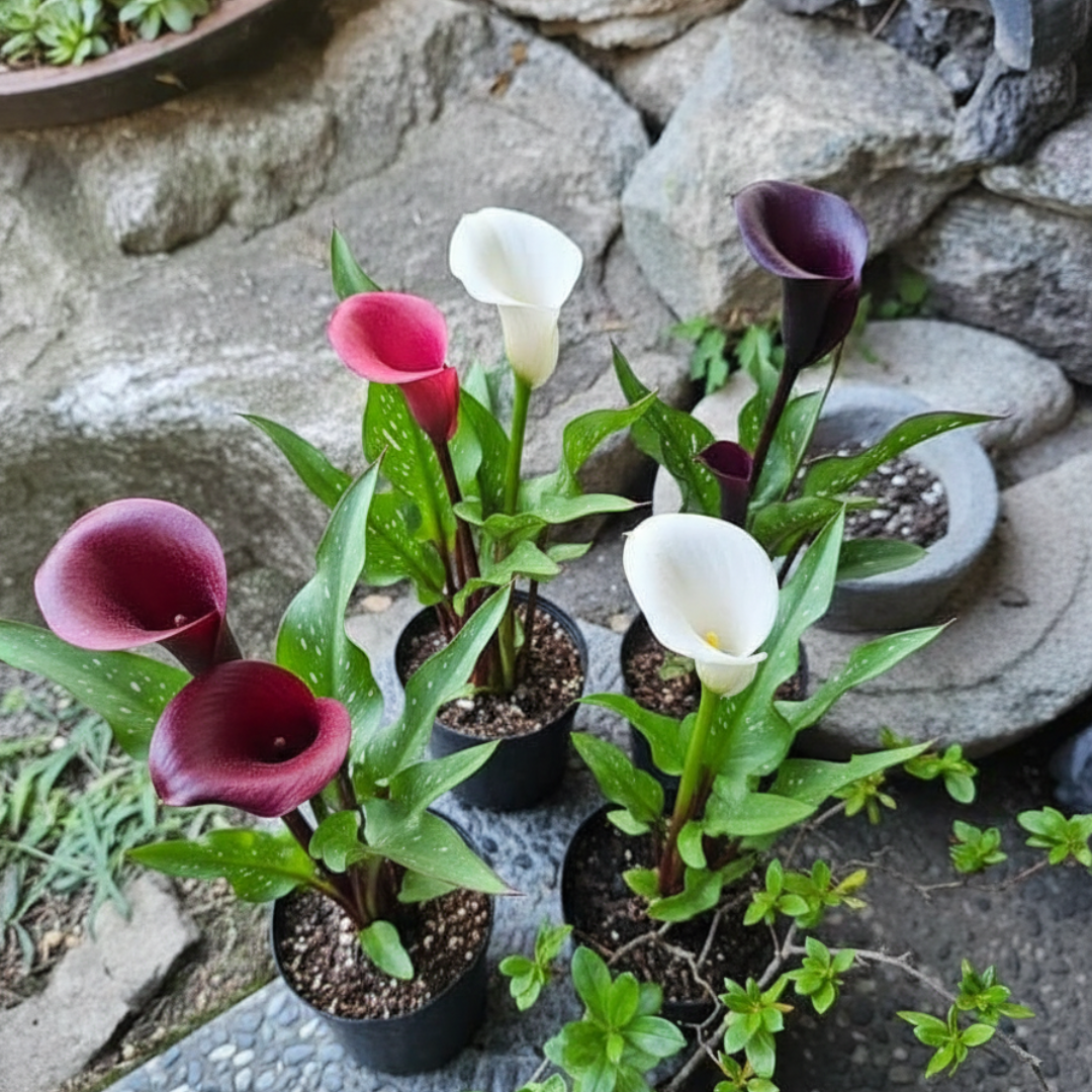 Calla Lily Bulbs Pack of 4 | 100% Germination Guarantee | Free Shipping