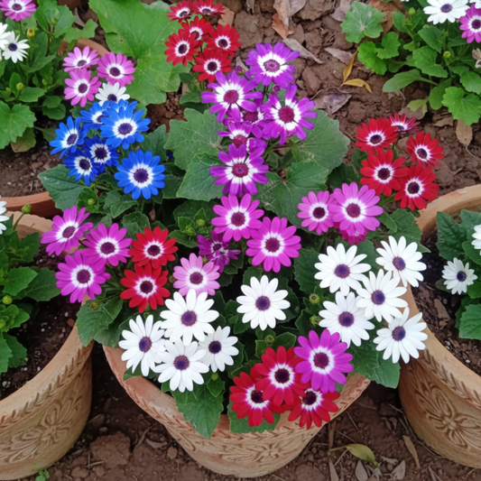 Buy Canararia Flower Hansa Mixed Seeds | Pericallis × Hybrida | Winter Season | Easy To Grow | Seedskart