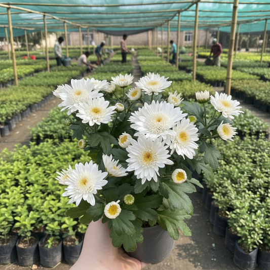 Buy Chrysanthemum commercial White Flower Seeds | Chrysanthemum Indicum | Monsoon Season | Easy To Grow  | SeedsKart