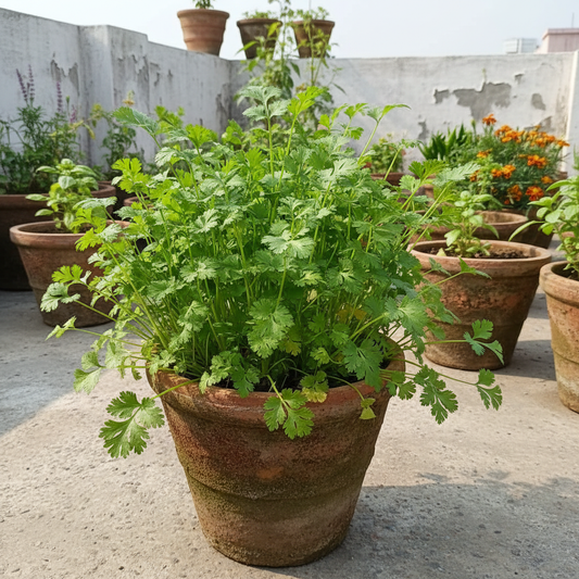 Coriander Kalmi Seeds – Fast Growing, Aromatic Leaves for Kitchen Garden | SeedsKart
