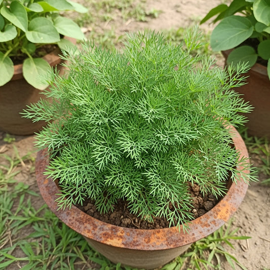 Dill Leaves (Soya Saag) Seeds – Premium Quality for Kitchen Garden & Container Planting | SeedsKart