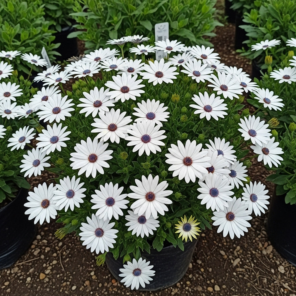 Buy Dimorphotheca White King Flower Seeds | African Daisy Flower Seeds | Spring Season | Easy To Grow | SeedsKart