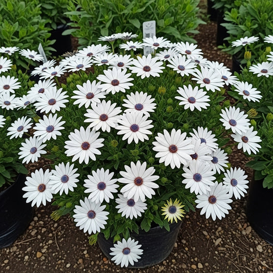 Buy Dimorphotheca White King Flower Seeds | African Daisy Flower Seeds | Spring Season | Easy To Grow | SeedsKart