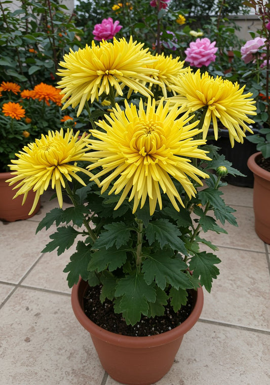 Chrysanthemum Yellow  Flower Seeds | Shevanti Flower Seeds | Guldaudi Flower Seeds | Mum Flower Seeds | Florist's Mum Flower Seeds | SeedsKart