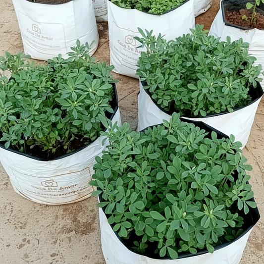 Premium Fenugreek (Methi) Seeds – High Germination & Easy to Grow | SeedsKart