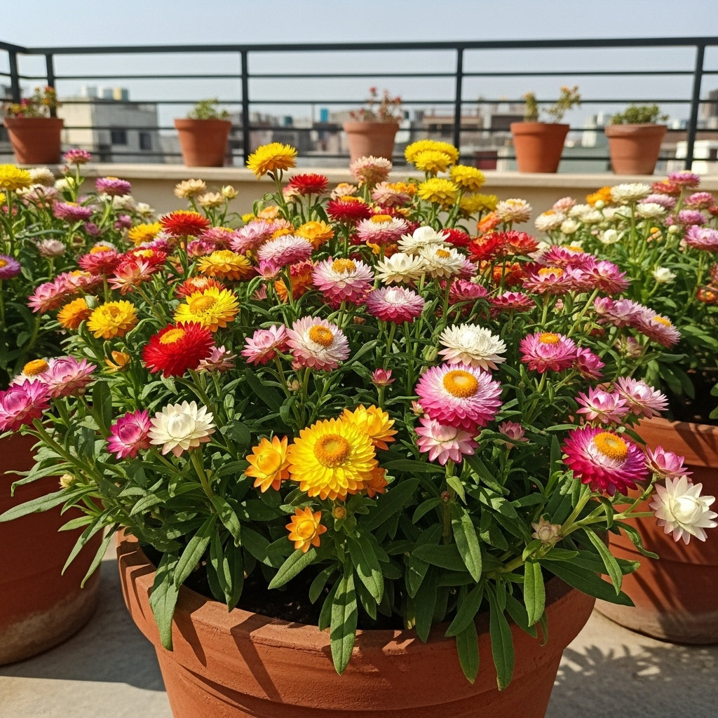 Buy Helichrysum Flower Mixed Seeds | Strawflower Seeds | Spring and Autumn Season | Easy To Grow | SeedsKart