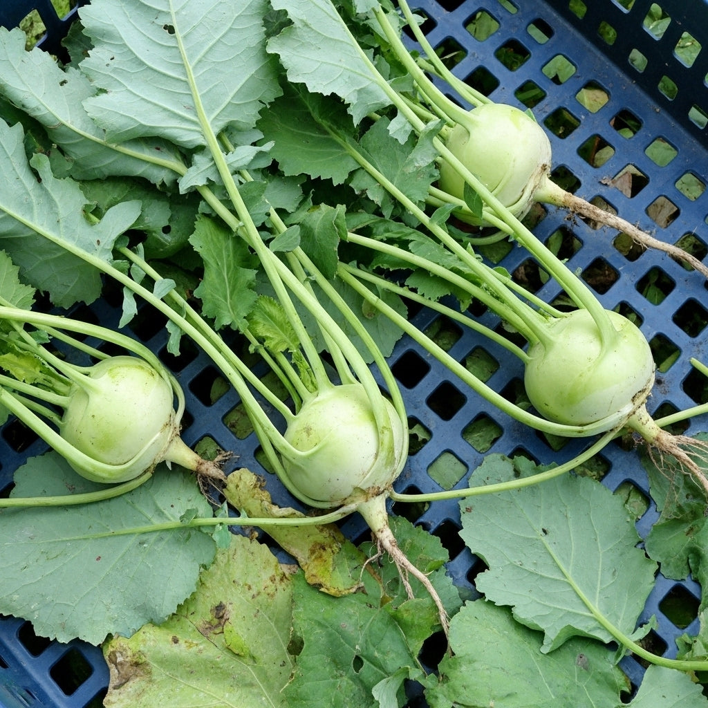 Knol Khol Seeds | Buy Knol Khol Vegetable Seeds Online | SeedsKart