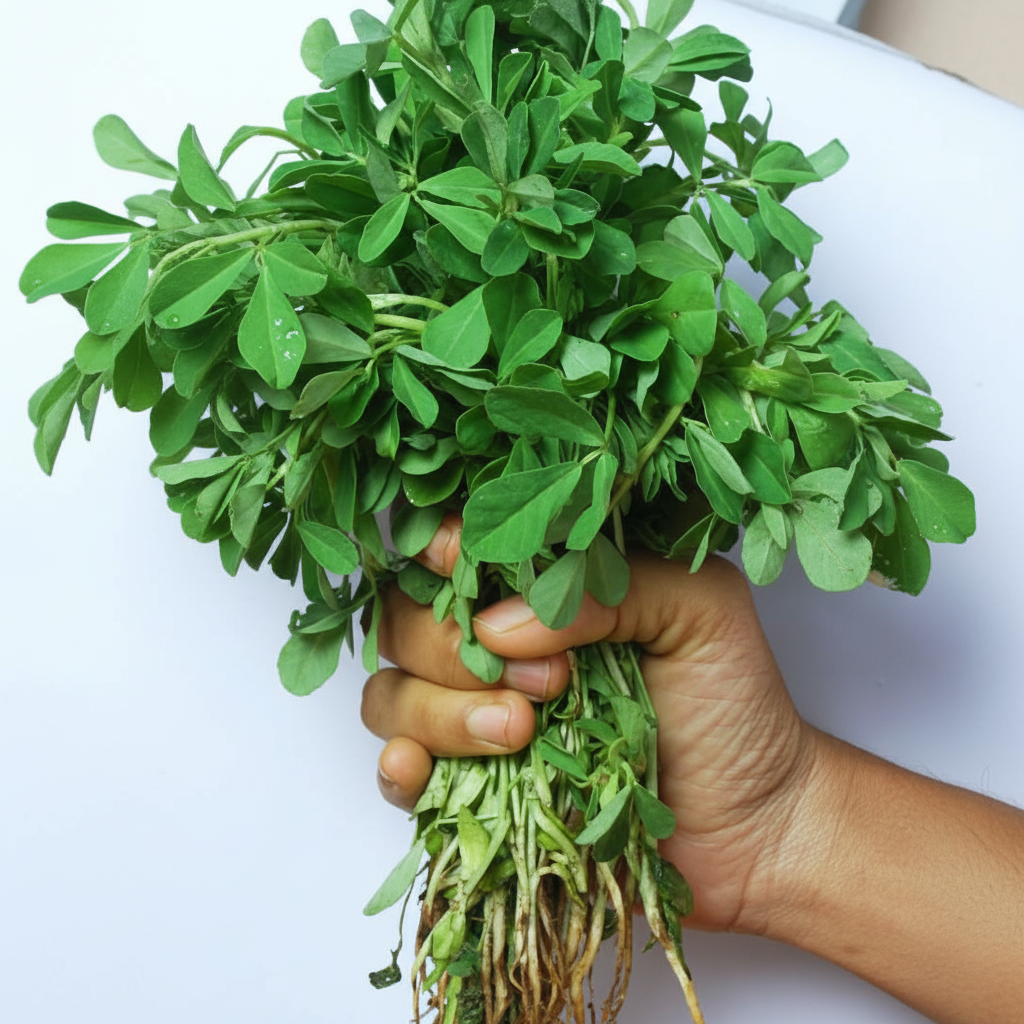 Premium Fenugreek (Methi) Seeds – High Germination & Easy to Grow | SeedsKart