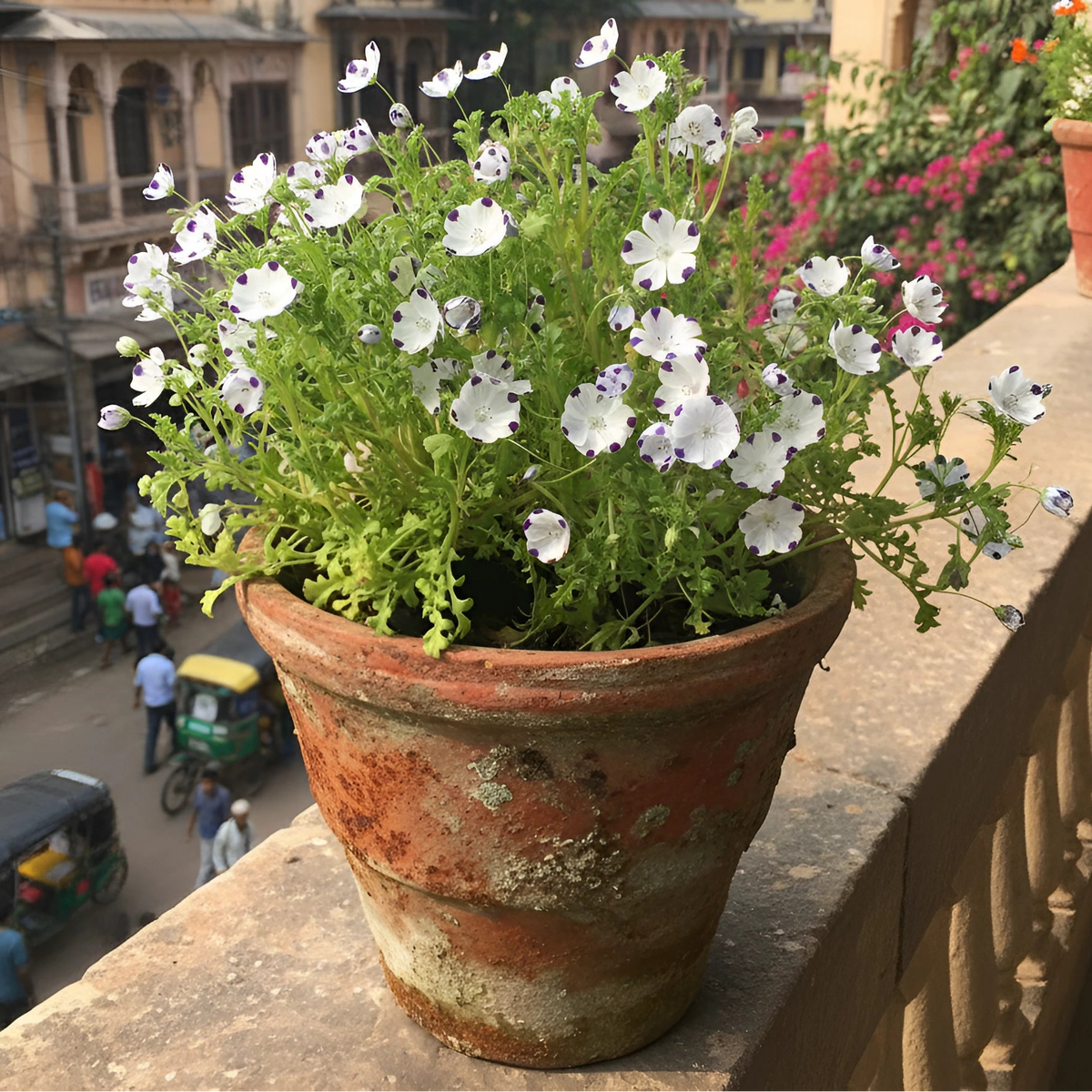 Buy Nemophila White Flower Seed | Nemophila Menziesii Alba | Winter and Spring Season | Easy To Grow | SeedsKart