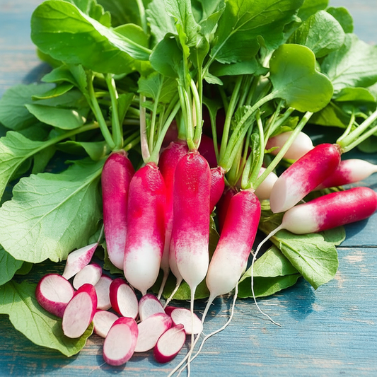 Buy Radish F1 Half Red Seeds Online – Fast Growing, Unique Red & White Radish | SeedsKart