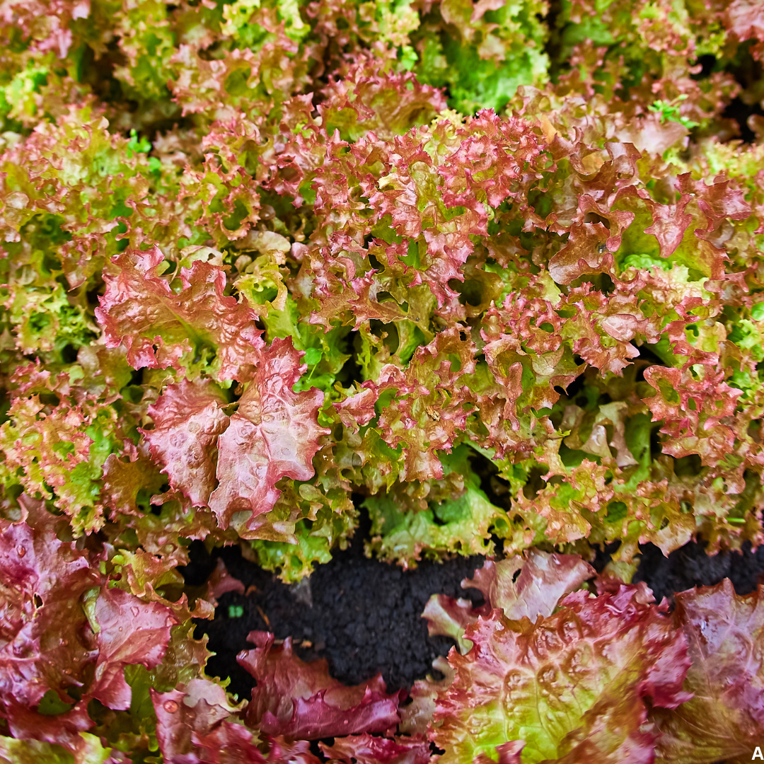 Buy Online Red Leaf Lettuce Seeds – Suitable for Pots, Containers & Backyard Gardening | SeedsKart