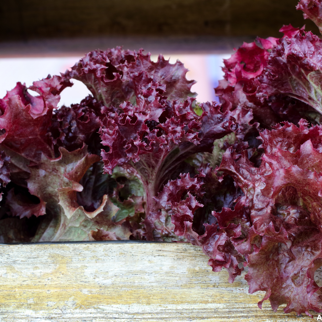 Buy Online Red Leaf Lettuce Seeds – Suitable for Pots, Containers & Backyard Gardening | SeedsKart