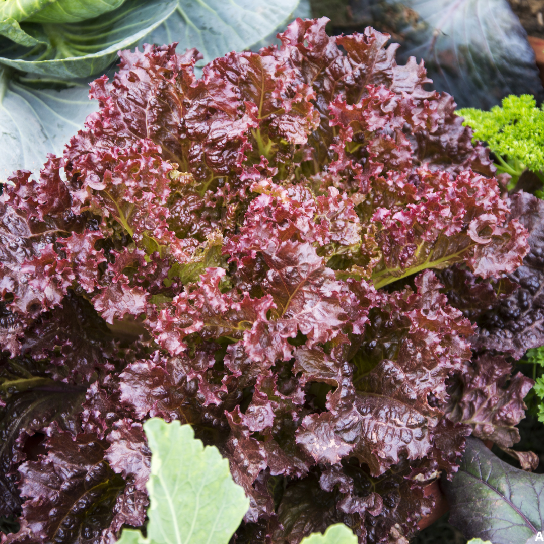 Buy Online Red Leaf Lettuce Seeds – Suitable for Pots, Containers & Backyard Gardening | SeedsKart