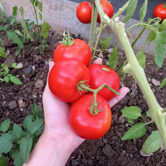 Buy Tomato F1 DAS 101 Hybrid Seeds Online – Excellent Germination, Large Red Fruit, Best for Indian Climate | SeedsKart