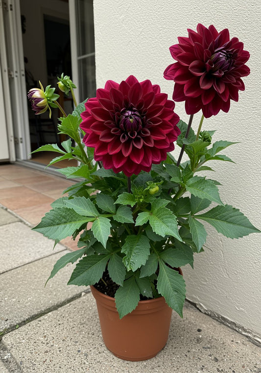 Dahlia Mix Flower Seeds – Vibrant Multi-Color Blooms | SeedsKart