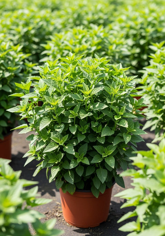 Buy Bathua (Saag) Imported Seeds Online – Nutritious Green Leafy Vegetable
