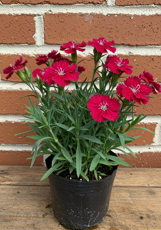 Carnation Mix Flower Seeds – Fragrant & Colorful Blooms | SeedsKart
