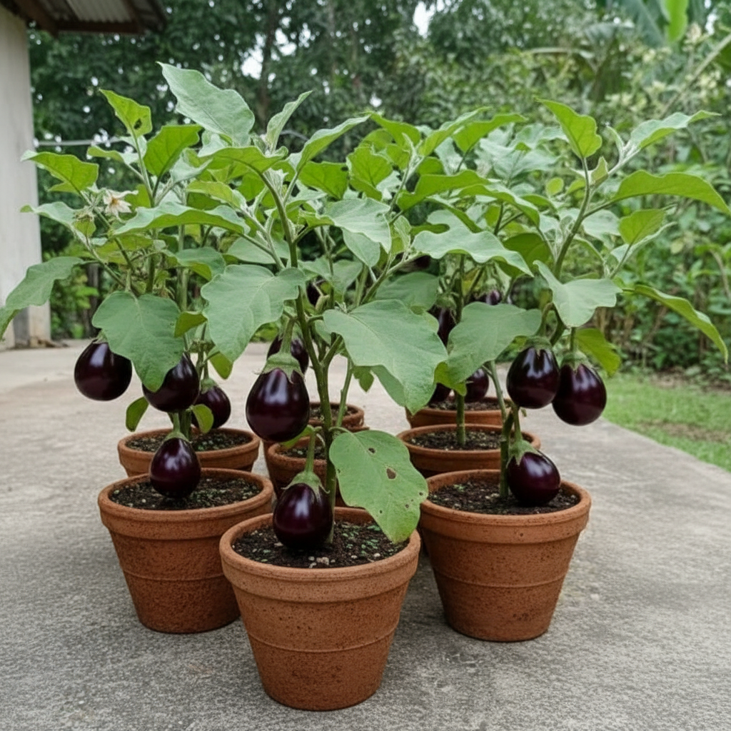 Buy Hybrid Brinjal F1 Purple Round Seeds Online – Ideal for Pots, Terrace & Kitchen Gardens | Eggplant Seeds |SeedsKart
