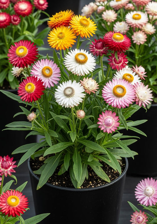 Helichrysum Mix Flower Seeds | SeedsKart